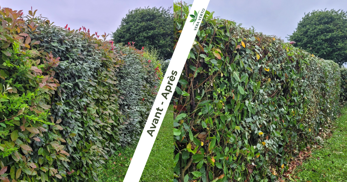 Montage avant et après une taille de haie à Bégrolles-en-Mauges