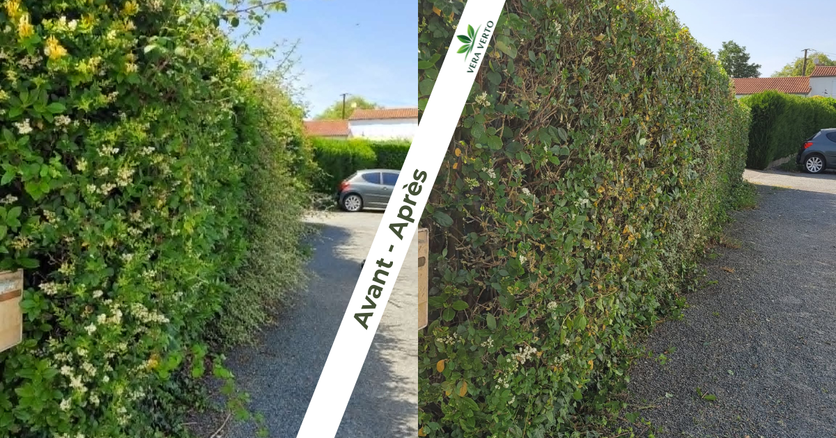 Montage avant et après une taille de haie à Chambretaud, Chanverrie