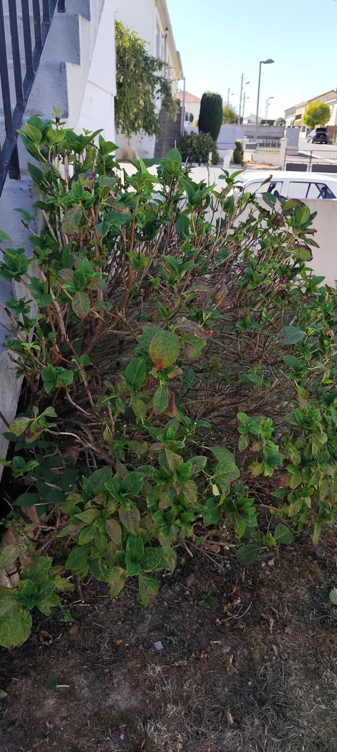 Remise en état de jardin : Les Herbiers, Pouzauges, Cholet | Vera Verto